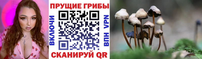 купить наркоту  Волгореченск  Псилоцибиновые грибы MAGIC MUSHROOMS 